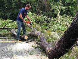 Why Choose Our Tree Removal Services in Arcanum, OH?