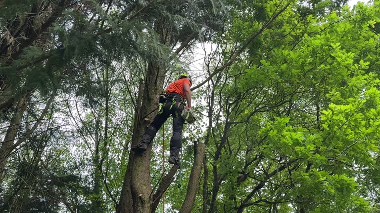 Best Tree Maintenance Programs  in Arcanum, OH